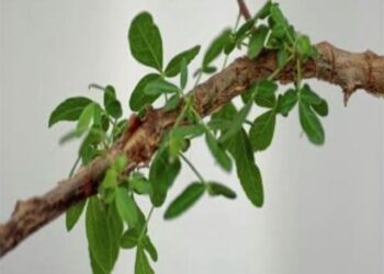 Scientists claim to grow trees mentioned in the Holy Bible