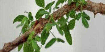 Scientists claim to grow trees mentioned in the Holy Bible