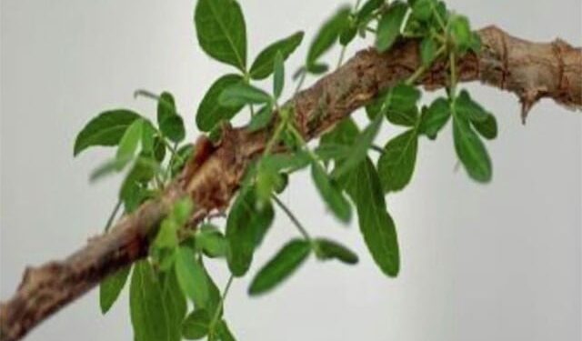 Scientists claim to grow trees mentioned in the Holy Bible