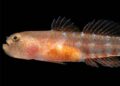 A new species of fish discovered in the Red Sea