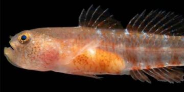 A new species of fish discovered in the Red Sea