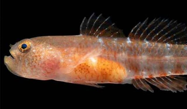 A new species of fish discovered in the Red Sea