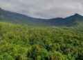 Ozone pollution revealed reduction in forest growth