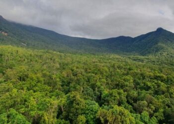 Ozone pollution revealed reduction in forest growth