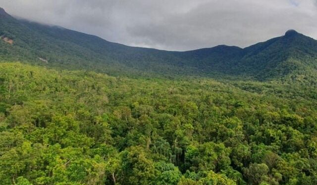 Ozone pollution revealed reduction in forest growth