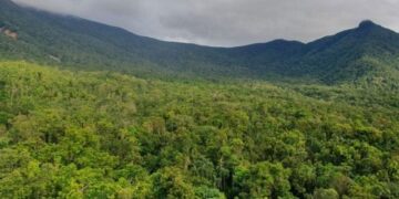 Ozone pollution revealed reduction in forest growth