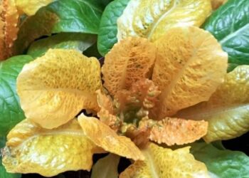 Golden Salad Addresses Vitamin A Deficiency