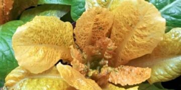 Golden Salad Addresses Vitamin A Deficiency