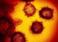 Discovery of several new deadly viruses in animals
