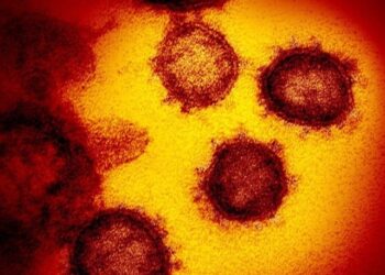 Discovery of several new deadly viruses in animals