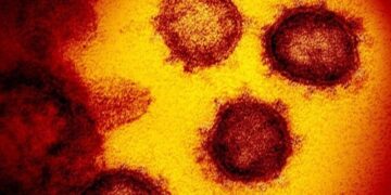 Discovery of several new deadly viruses in animals