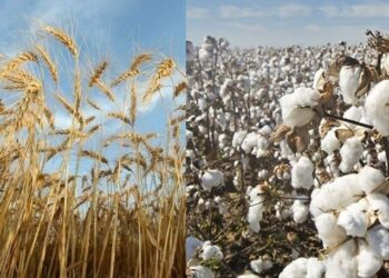 Sindh scientists have developed 12 new varieties of cotton, wheat and mustard