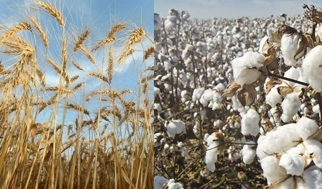 Sindh scientists have developed 12 new varieties of cotton, wheat and mustard