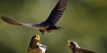 Bird populations continue to decline worldwide