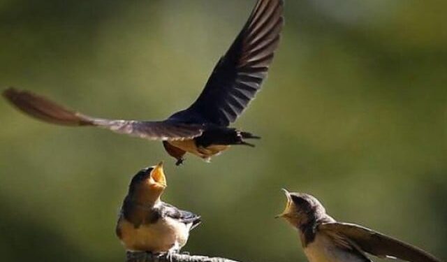 Bird populations continue to decline worldwide