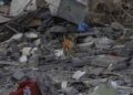 Dogs started eating the dead bodies of Palestinians killed by Israeli bombardment