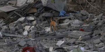 Dogs started eating the dead bodies of Palestinians killed by Israeli bombardment