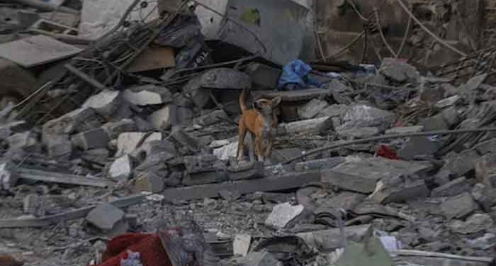 Dogs started eating the dead bodies of Palestinians killed by Israeli bombardment