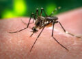 Dengue cases likely to decrease from mid-November