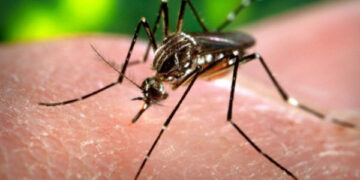 Dengue cases likely to decrease from mid-November