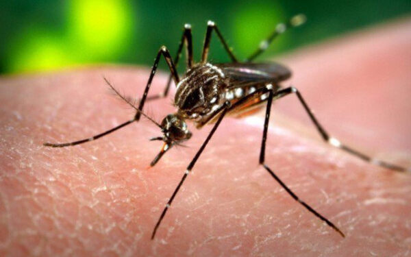 Dengue cases likely to decrease from mid-November