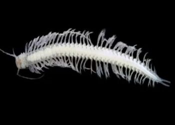 Insect poison like marigold, new hope for pain relief