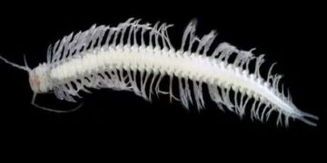 Insect poison like marigold, new hope for pain relief