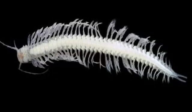 Insect poison like marigold, new hope for pain relief