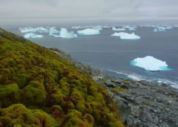 The world's coldest region covered with snow started turning green