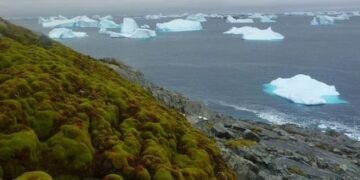 The world's coldest region covered with snow started turning green