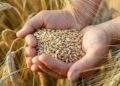 Demand of farmers to take into confidence the policy of not buying wheat