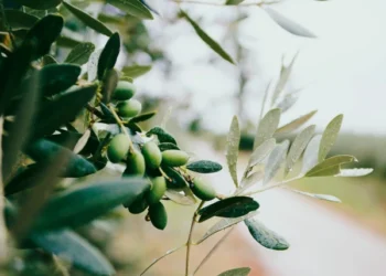 Olive leaf extract is beneficial for diabetic patients