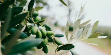 Olive leaf extract is beneficial for diabetic patients