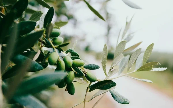 Olive leaf extract is beneficial for diabetic patients