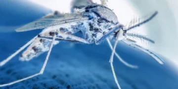 Malaria is becoming resistant to a special drug given to children