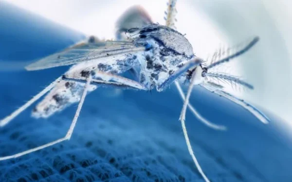 Malaria is becoming resistant to a special drug given to children