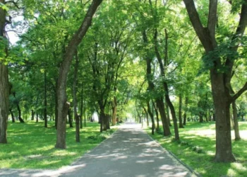 Lack of trees to protect city dwellers from the sun