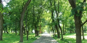 Lack of trees to protect city dwellers from the sun