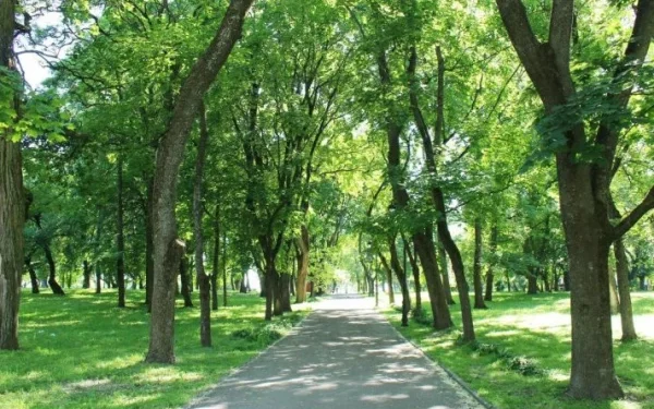 Lack of trees to protect city dwellers from the sun