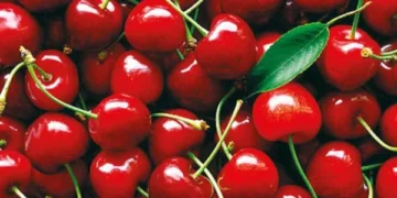 Cherries are useful for joint pain