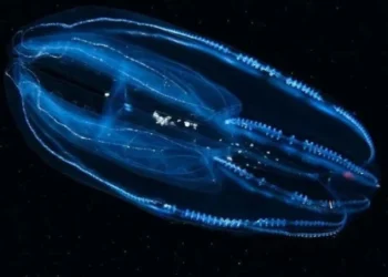 Comb jellyfish discovery that reduces its lifespan