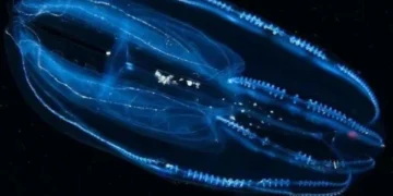 Comb jellyfish discovery that reduces its lifespan
