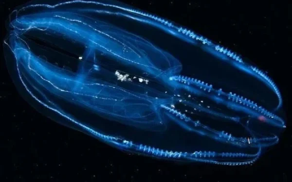 Comb jellyfish discovery that reduces its lifespan