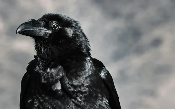 Another genius of the crows came to light