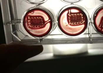 Bone-binding material made from blood