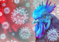 First human bird flu case reported in Canada