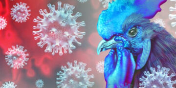 First human bird flu case reported in Canada