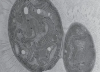 Carbon-eating bacteria discovered