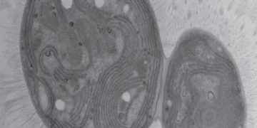 Carbon-eating bacteria discovered