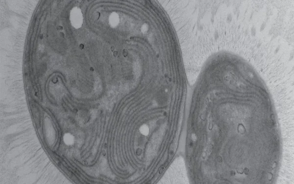 Carbon-eating bacteria discovered